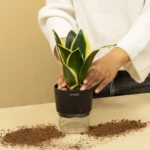 Preparing snake plant leaf cuttings for water propagation.