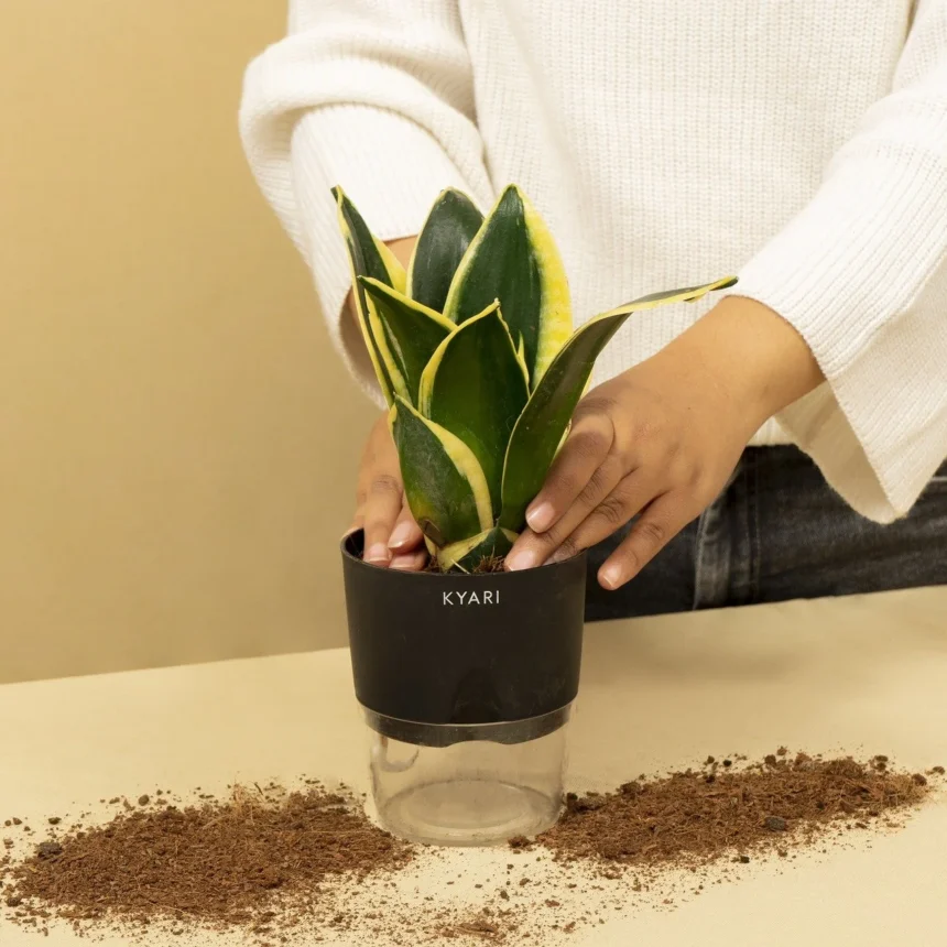 Preparing snake plant leaf cuttings for water propagation.