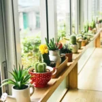 A collection of succulents and cacti in various decorative pots placed on a windowsill, receiving natural sunlight.