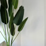 A vibrant banana plant with large green leaves in a modern white pot, placed indoors against a minimalistic white background.