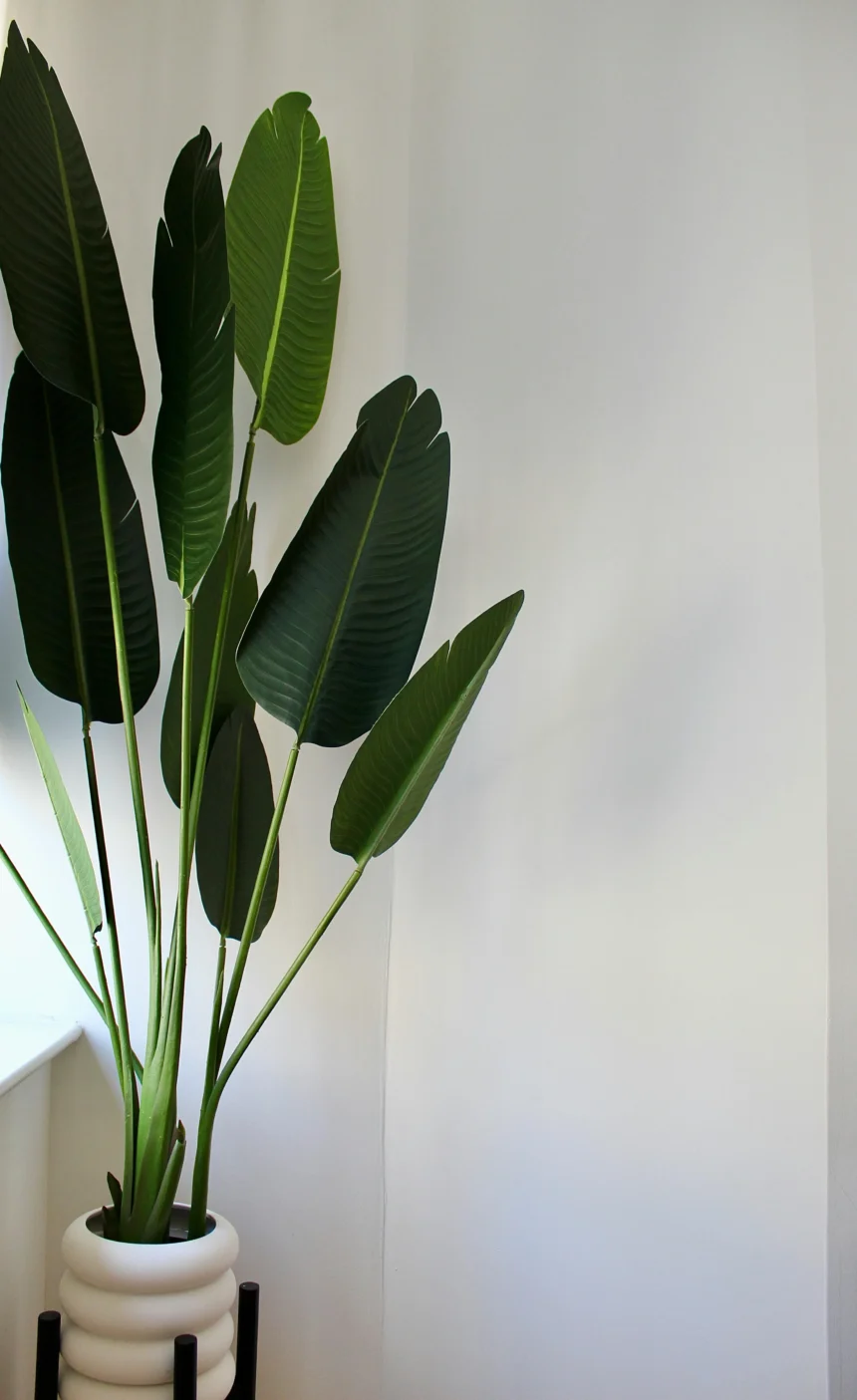 A vibrant banana plant with large green leaves in a modern white pot, placed indoors against a minimalistic white background.