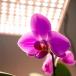 Close-up of a vibrant pink orchid illuminated by a bright LED grow light, showcasing optimal light conditions for indoor orchid care.