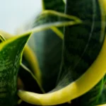 Close-up of a snake plant with yellowing leaves, indicating signs of overwatering or light stress.