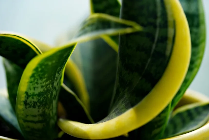 Close-up of a snake plant with yellowing leaves, indicating signs of overwatering or light stress.