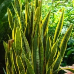 A lush snake plant with vibrant yellow and green variegated leaves, surrounded by greenery in a bright outdoor setting.