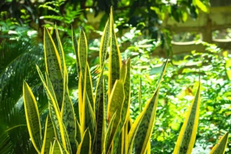 A lush snake plant with vibrant yellow and green variegated leaves, surrounded by greenery in a bright outdoor setting.