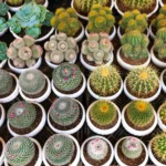 A collection of potted succulents and cacti arranged neatly in rows. Each pot contains a unique variety, showcasing the diversity in shapes, colors, and textures among these plants.