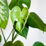 Close-up of a rare houseplant with vibrant green leaves, featuring a unique heart-shaped and fenestrated leaf.